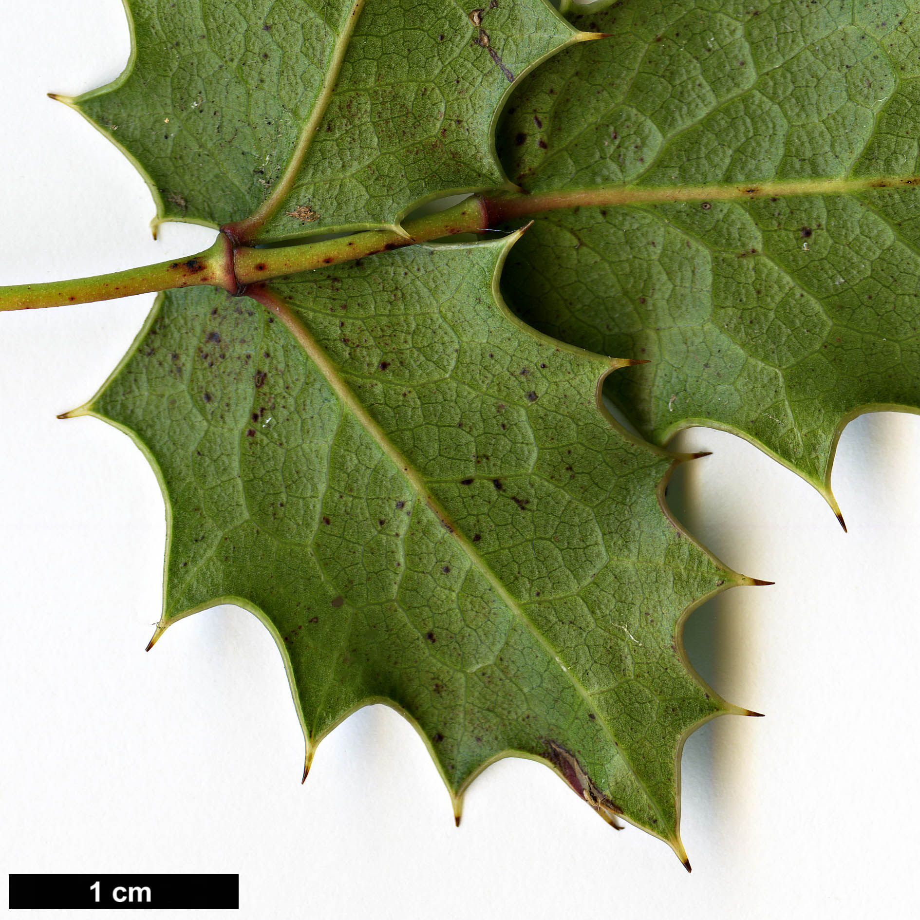 High resolution image: Family: Berberidaceae - Genus: Mahonia - Taxon: trifolia